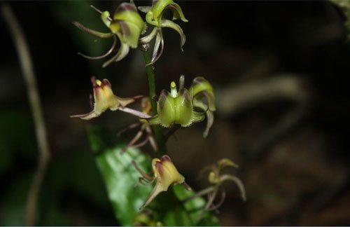 Liparis sootenzanensis Fukuy. có hoa nở rộng màu vàng xanh, cành hoa nhỏ mảnh hơi cong, dài 1,5-1,6 cm. Giới nghiên cứu còn thấy loài này ở Đăk Lăk, Đăk Nông, Kon Tum, Lâm Đồng.